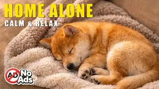 [8 HOURS] HOME ALONE Dog Music 🐶 Stop Barking & Separation Anxiety Relief (432Hz)