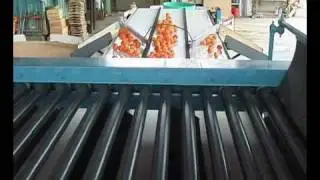 Kerian Apricot Speed Grader sorting Apricots by Size