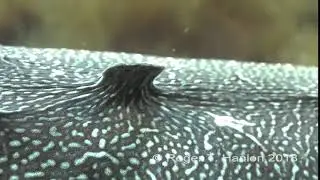 Cuttlefish expressing papillae. Credit:  Roger T. Hanlon