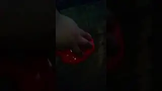 Amoeba nova😍😍