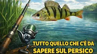 Tutto quello che c'&egrave; da sapere sul persico reale | Attrezzatura, Esche e Periodi🫡 - IL PESCA