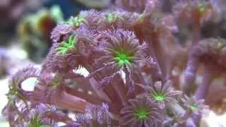 Clavularia Viridis. Reefmania.pl