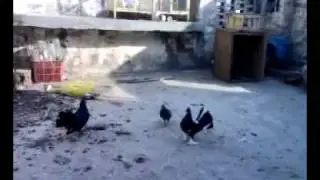 Hens and Piegons.mp4