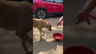 India's most affordable pet brand