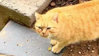 PREGNANT CAT BEGGING A FOOD #shorts ep 1