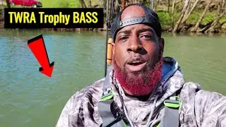 TROPHY TWRA BASS on the Collins River