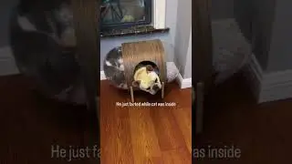 Dog farts and cat escapes 😂 😆