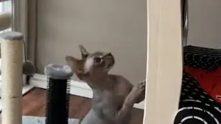 Sphynx tunes out the world while playing with his bee toy || WooGlobe
