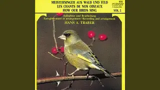 Distelfink