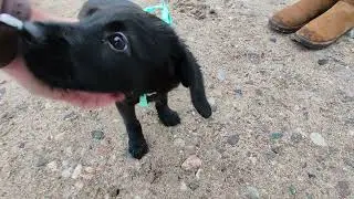 Cavador - Cavapoo + Labrador - Puppy - Dog