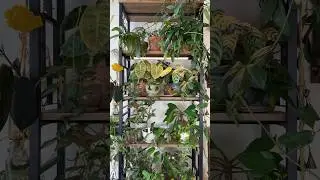 Upgrading a #plant shelf never looked this good&hellip; The new Grove&trade; LED grow light takes it there! 🪴💡