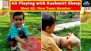 Ali Ji Playing with Kashmiri Sheep | Meet our New Team Member | Kangda Sheep | Funny Kashmiri Video❤