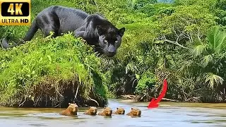 Wild Life Amazon Jungle &ndash; A Deadly Encounter Deep in the Green Hell
