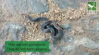The Amazing Underground Escape Artists: Small Soil Snakes