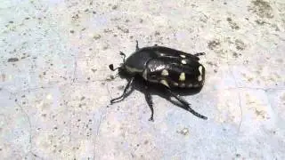 Escarabajo o Cucarron Negro con Pintas Amarillas - Black Beetle with Yellow Pints