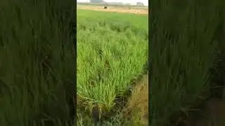 #Paddy fields drum seed direct seeding method
