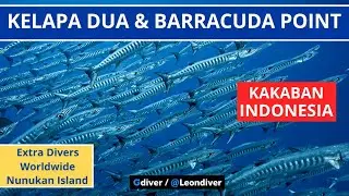 Kakaban Island: Kelapa Dua & Barracuda Point in current, East Kalimantan, Maratua. Indonesia