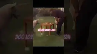 Dhoni love dogs  ❤️❤️❤️❤️❤️❤️