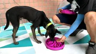Dean's food aggression test with human