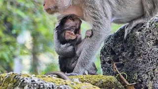 So happy to see baby monkey Jolan better happy playing, mom Julina give much warmth today