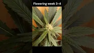 Blue Zushi indoor test grow.               #fyp #fypシ #viral #grow