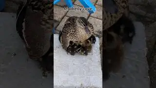 #nature