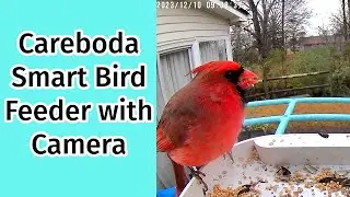 Review: Careboda Smart Bird Feeder w/Camera #birdwatching