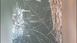 Carp Surface Feeding Compilation
