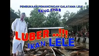 IKAN LELE NYA LUBER....( PEMBUKAAN PEMANCINGAN GALATAMA LELE BANG EHAB-KENANGA-CIPONDOH )