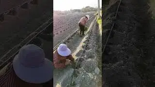 Tobacco Farming Pay Attention To Irrigation #satisfying #short
