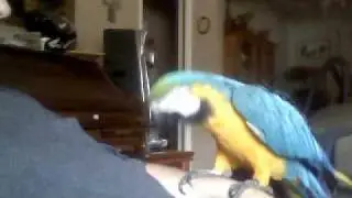 MICHAEL THE MACAW GROOMING ME WHILE SITTING IN THE CHAIR