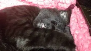 Kitten Air Suckles While She Sleeps