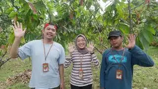 ICARE Mengalirkan Inovasi Irigasi ke Kebun Kakao 