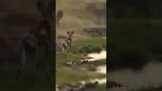 WildLife Struggle for Existence #shorts