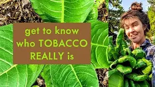 Spirit Food and Medicine for us all is the Spirit of Tobacco