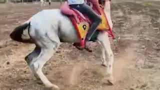 Bigde huye ghode ⚜️ ranveer std farm gujrat ⚜️