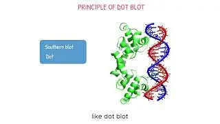 dot blot