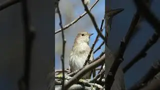 &Ouml;&ouml;bik (Luscinia luscinia; Thrush Nightingale) - Eesti linnud
