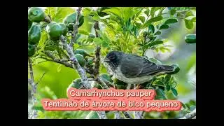O canto do Tentilh&atilde;o de &aacute;rvore de bico m&eacute;dio  ( Camarhynchus  pauper  )