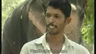 God's Elephants