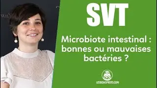 Microbiote intestinal : bonnes ou mauvaises bact&eacute;ries ? - SVT - Coll&egrave;ge - Les Bons Profs