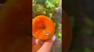 Dried Apricot vs Fresh Apricot: Which One Is Actually Healthier?