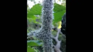 Cool bugs- beech blight aphid nymphs