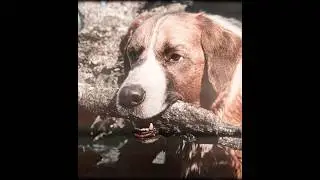 &ldquo;Buck - The Great Leader&rdquo; - Call of the  Wild Edit | Камин - EMIN & JONY (slowed & reverb)