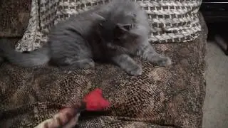 A Kitten's In Home Adventures