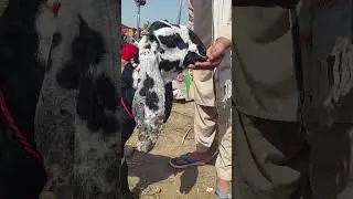 Black Beetal shorts #shortsvideo #shorts #goats