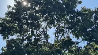 Cessna 208B Grand Caravan (N545GC) Skydiver Plane landing to Skydive Long Island over my house