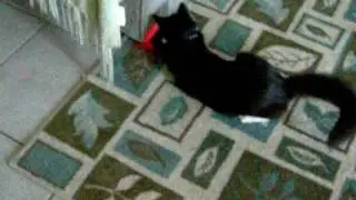My cat Binky with his new LED laser collar toy
