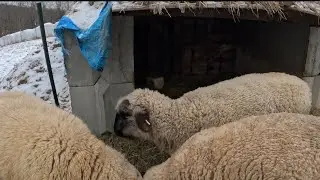 Feed the Lamerson&lsquo;s ￼with me #sheep #sheepfarming #cuteanimal 