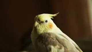 オカメインコの留守番 - Cockatiel stayed at home alone. (SONY NEX-VG20)